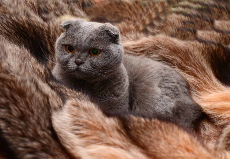 Кошки в нашей жизни. Кошки и все, что с ними связано.