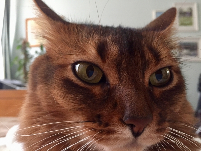 Кошки в нашей жизни. Кошки и все, что с ними связано.