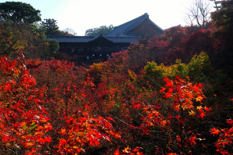 Лучшие достопримечательности Японии в сезон момидзи: Tokyo-Nagoya(Obara,Korankei)-Kyoto-Nara-Osaka