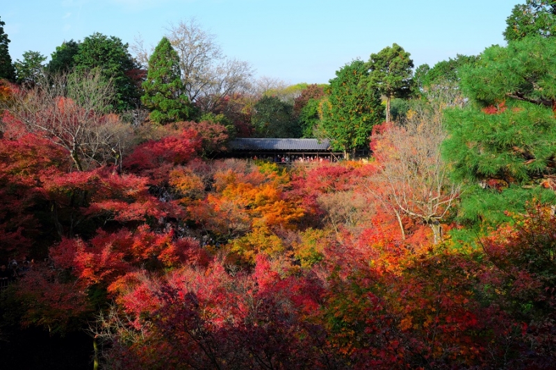 Лучшие достопримечательности Японии в сезон момидзи: Tokyo-Nagoya(Obara,Korankei)-Kyoto-Nara-Osaka