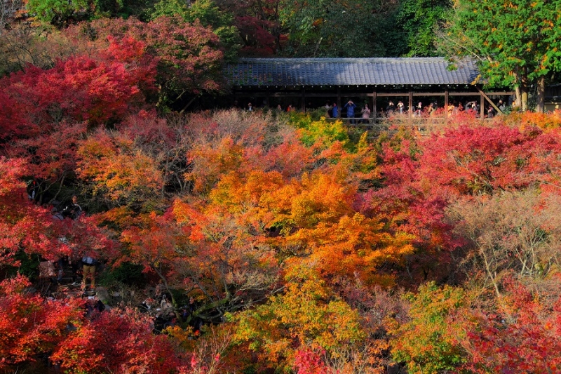 Лучшие достопримечательности Японии в сезон момидзи: Tokyo-Nagoya(Obara,Korankei)-Kyoto-Nara-Osaka