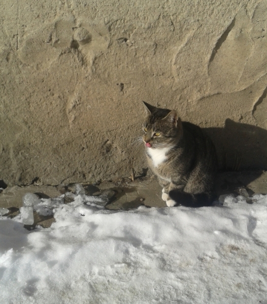 Кошки в нашей жизни. Кошки и все, что с ними связано.