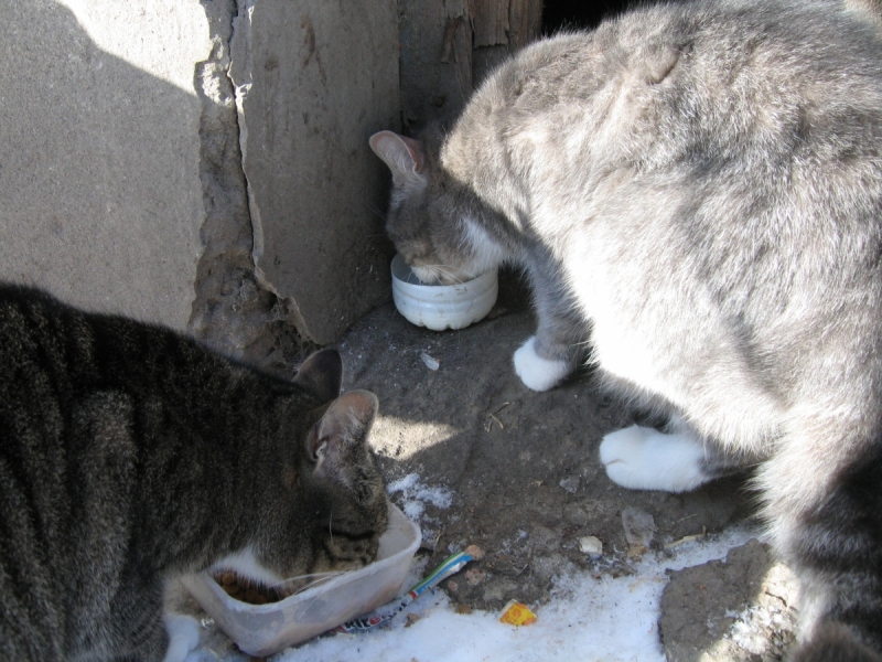 Кошки в нашей жизни. Кошки и все, что с ними связано.