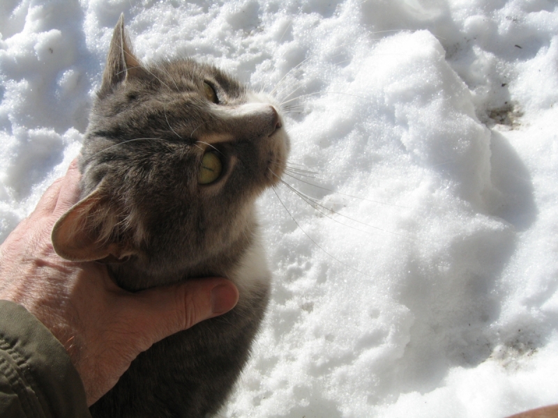Кошки в нашей жизни. Кошки и все, что с ними связано.