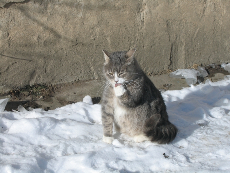 Кошки в нашей жизни. Кошки и все, что с ними связано.