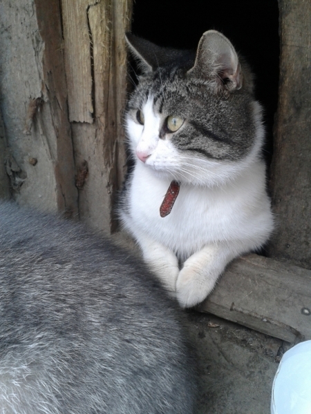 Кошки в нашей жизни. Кошки и все, что с ними связано.