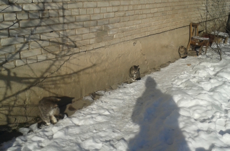 Кошки в нашей жизни. Кошки и все, что с ними связано.