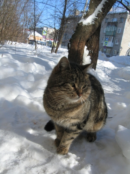 Кошки в нашей жизни. Кошки и все, что с ними связано.