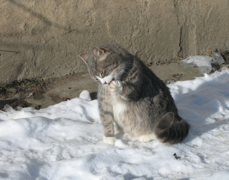 Кошки в нашей жизни. Кошки и все, что с ними связано.