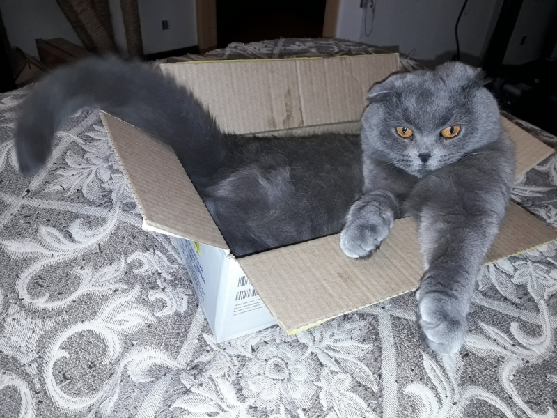 Кошки в нашей жизни. Кошки и все, что с ними связано.