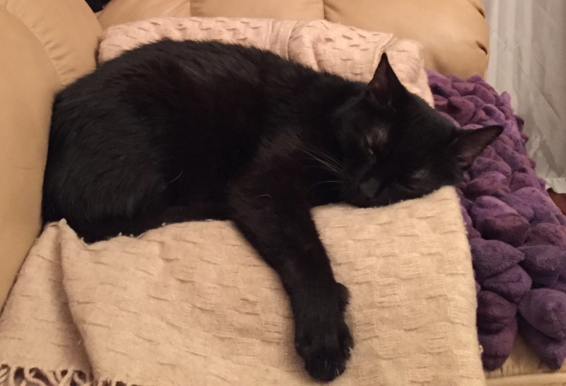 Кошки в нашей жизни. Кошки и все, что с ними связано.