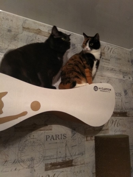 Кошки в нашей жизни. Кошки и все, что с ними связано.