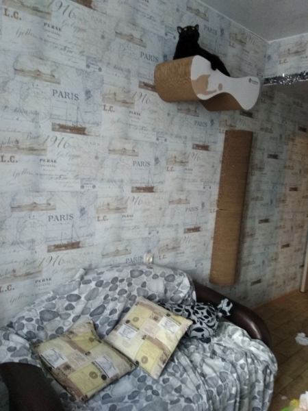 Кошки в нашей жизни. Кошки и все, что с ними связано.