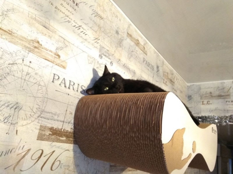 Кошки в нашей жизни. Кошки и все, что с ними связано.