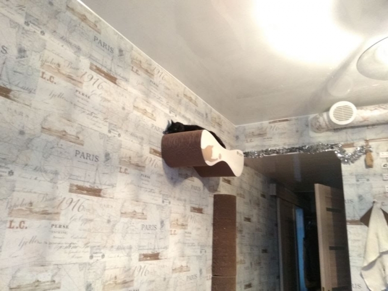 Кошки в нашей жизни. Кошки и все, что с ними связано.