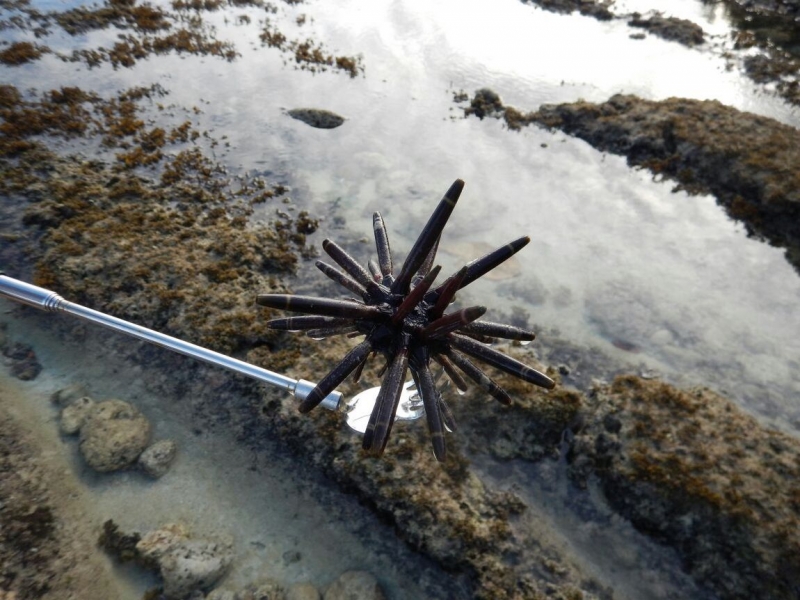 Утомленные снорком 5. Только Моалбоал, только снорк. Апрель 2017, 2018, 2019.