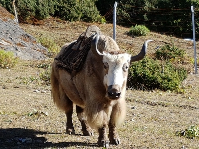 Непал. Соло Три перевала