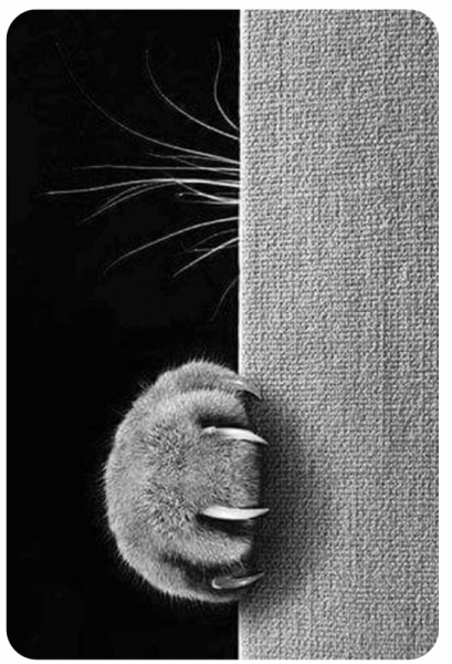 Кошки в нашей жизни. Кошки и все, что с ними связано.