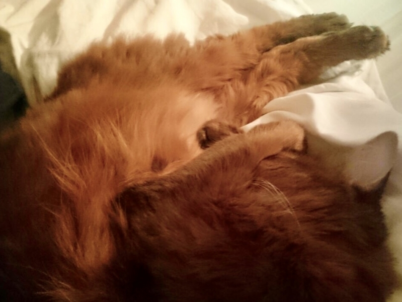 Кошки в нашей жизни. Кошки и все, что с ними связано.