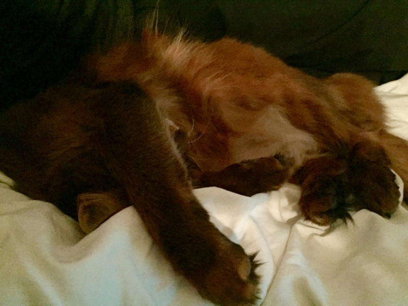 Кошки в нашей жизни. Кошки и все, что с ними связано.