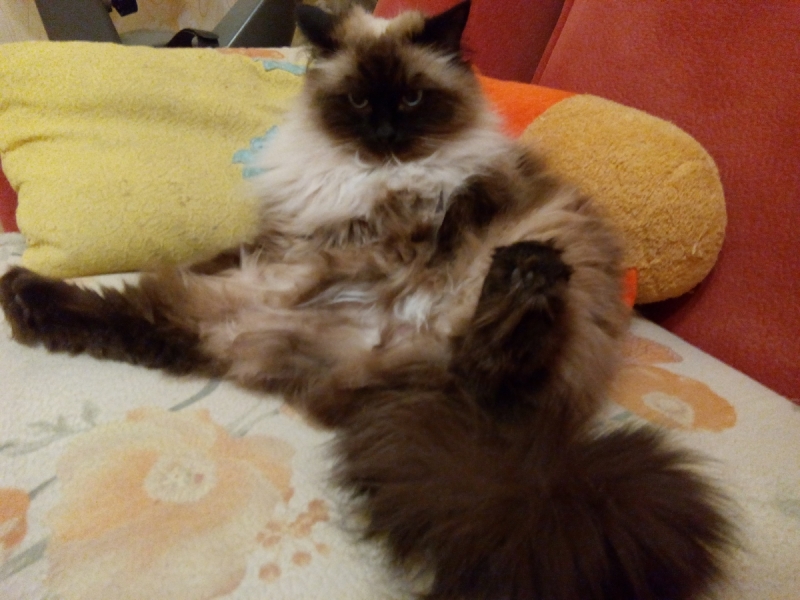 Кошки в нашей жизни. Кошки и все, что с ними связано.