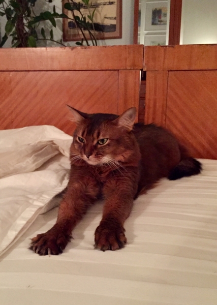 Кошки в нашей жизни. Кошки и все, что с ними связано.