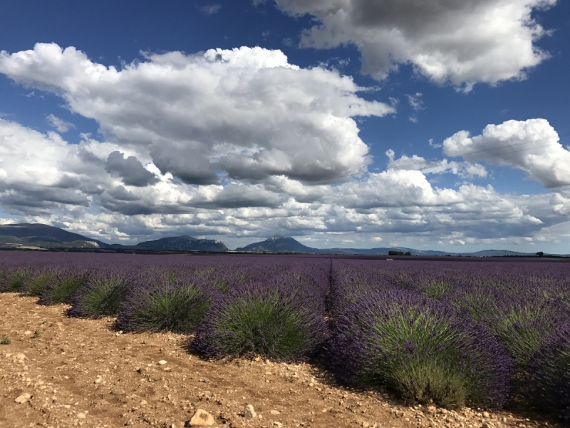 Лаванда, я обязательно найду тебя!)
