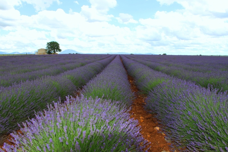 Лаванда, я обязательно найду тебя!)