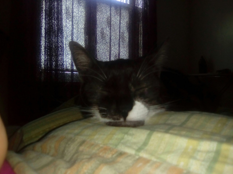 Кошки в нашей жизни. Кошки и все, что с ними связано.