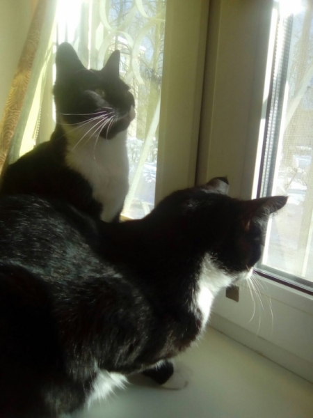 Кошки в нашей жизни. Кошки и все, что с ними связано.