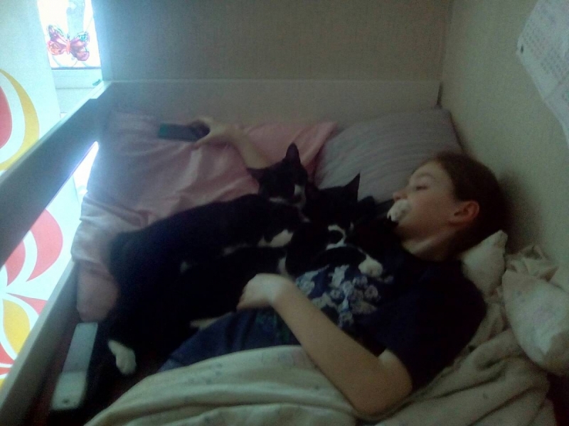 Кошки в нашей жизни. Кошки и все, что с ними связано.