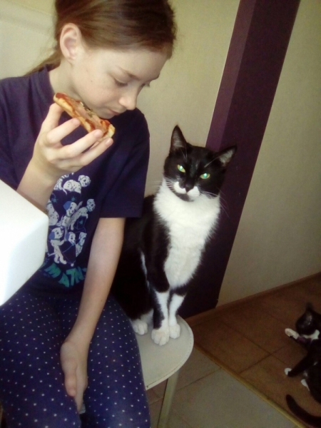 Кошки в нашей жизни. Кошки и все, что с ними связано.