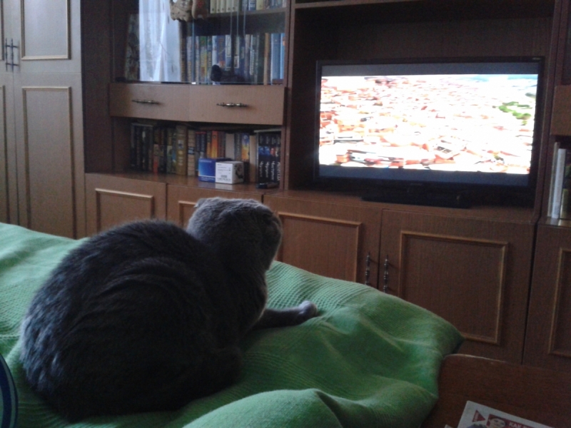 Кошки в нашей жизни. Кошки и все, что с ними связано.