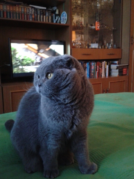 Кошки в нашей жизни. Кошки и все, что с ними связано.