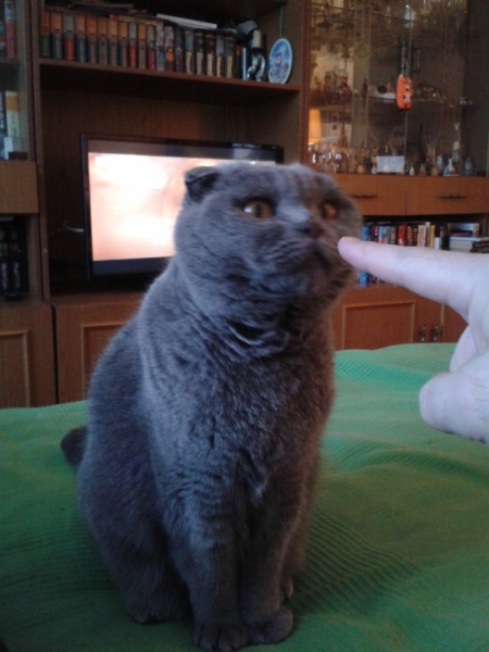 Кошки в нашей жизни. Кошки и все, что с ними связано.