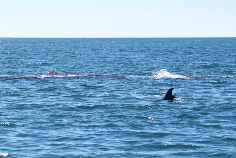 Погладить китов в лагуне Сан-Игнасио