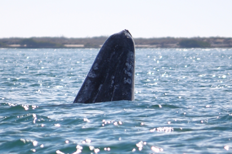 Погладить китов в лагуне Сан-Игнасио