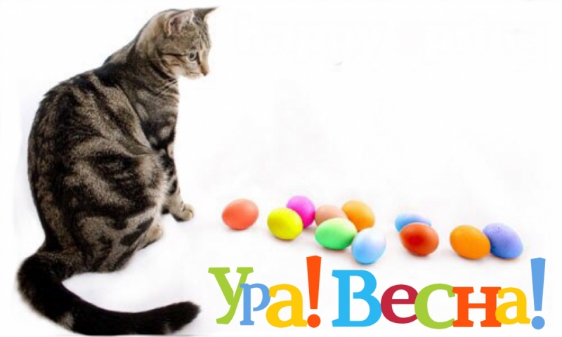 Кошки в нашей жизни. Кошки и все, что с ними связано.