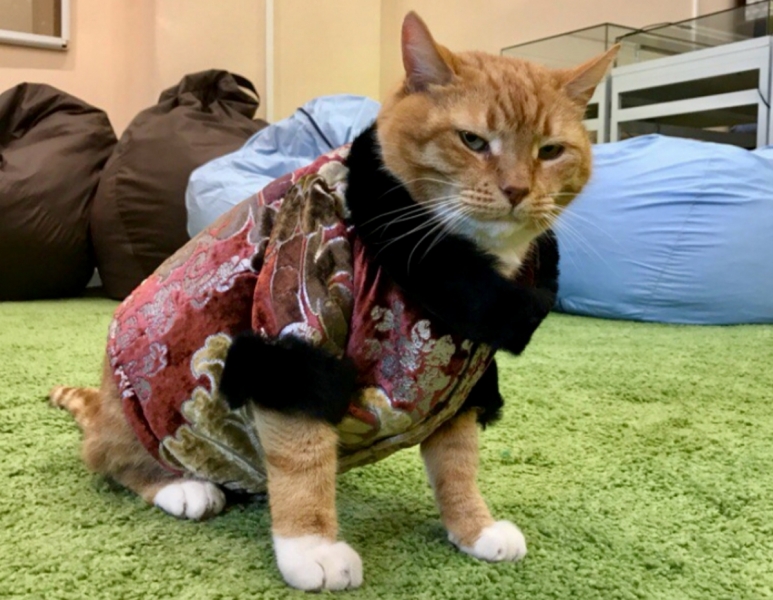 Кошки в нашей жизни. Кошки и все, что с ними связано.