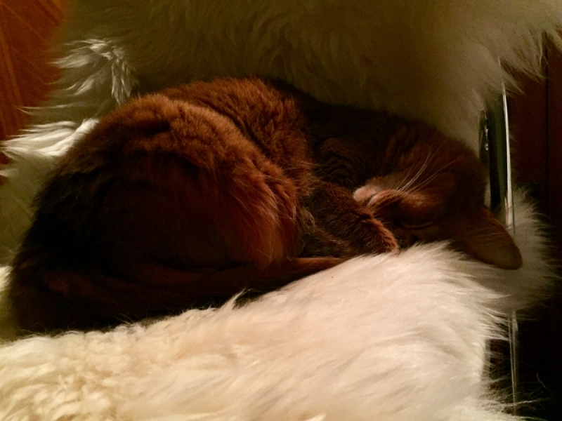 Кошки в нашей жизни. Кошки и все, что с ними связано.