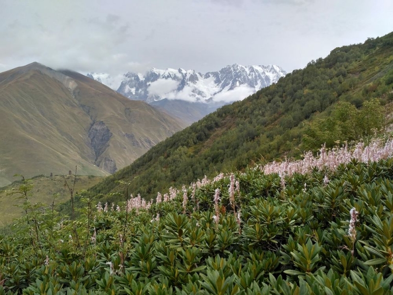 Чайный трекинг в Грузии. Хеви-Хевсурети, Тбилиси, Сванетия, сентябрь 2017