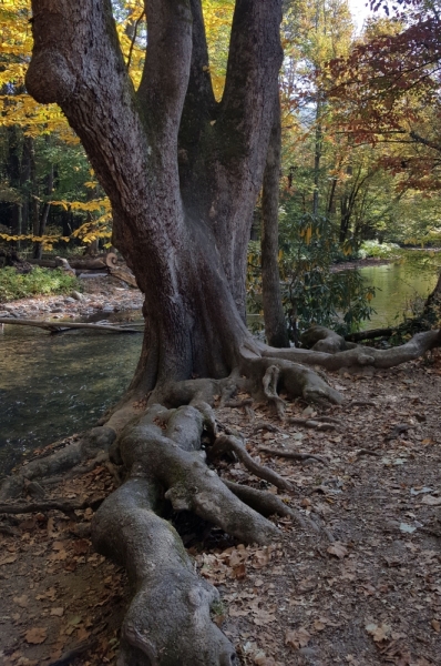 Осень в золоте и багрянце не стеснялась восхищать. Blue Ridge Parkway. 18-22 октября 2016 года.