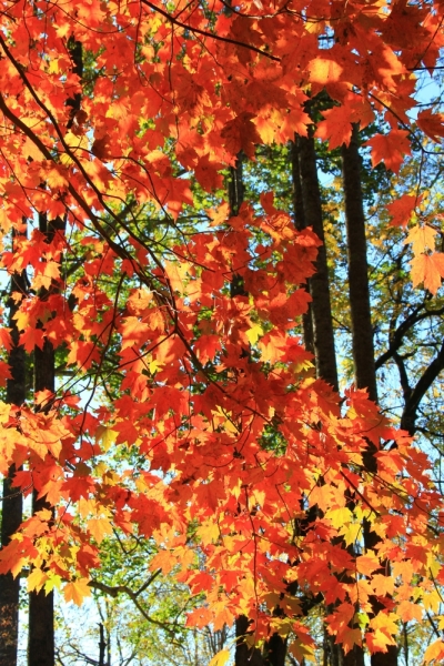 Осень в золоте и багрянце не стеснялась восхищать. Blue Ridge Parkway. 18-22 октября 2016 года.