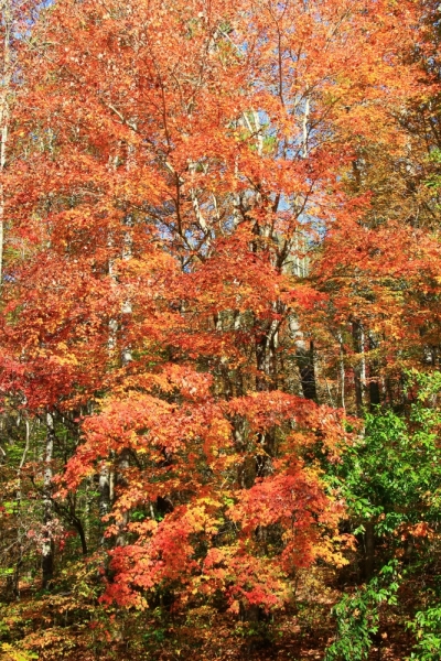 Осень в золоте и багрянце не стеснялась восхищать. Blue Ridge Parkway. 18-22 октября 2016 года.