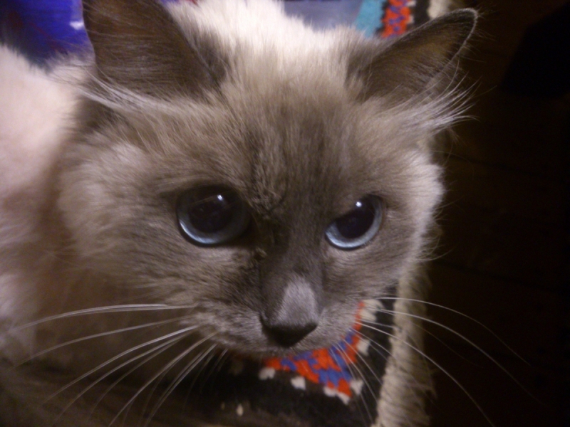 Кошки в нашей жизни. Кошки и все, что с ними связано.