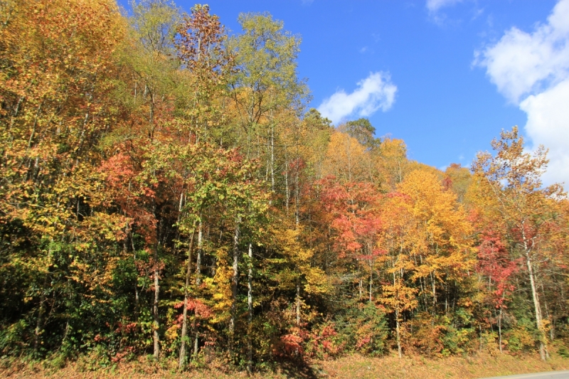 Осень в золоте и багрянце не стеснялась восхищать. Blue Ridge Parkway. 18-22 октября 2016 года.