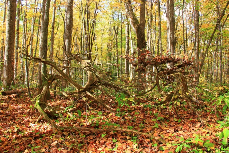 Осень в золоте и багрянце не стеснялась восхищать. Blue Ridge Parkway. 18-22 октября 2016 года.