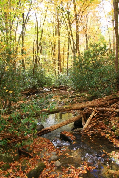 Осень в золоте и багрянце не стеснялась восхищать. Blue Ridge Parkway. 18-22 октября 2016 года.