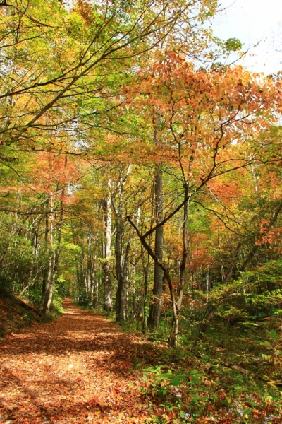 Осень в золоте и багрянце не стеснялась восхищать. Blue Ridge Parkway. 18-22 октября 2016 года.