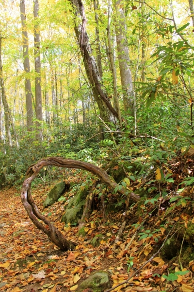 Осень в золоте и багрянце не стеснялась восхищать. Blue Ridge Parkway. 18-22 октября 2016 года.